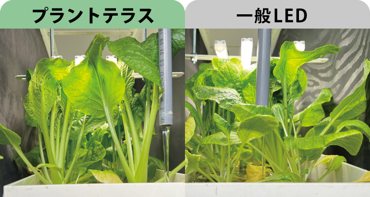 Aquaponics-triterasublog06.jpg