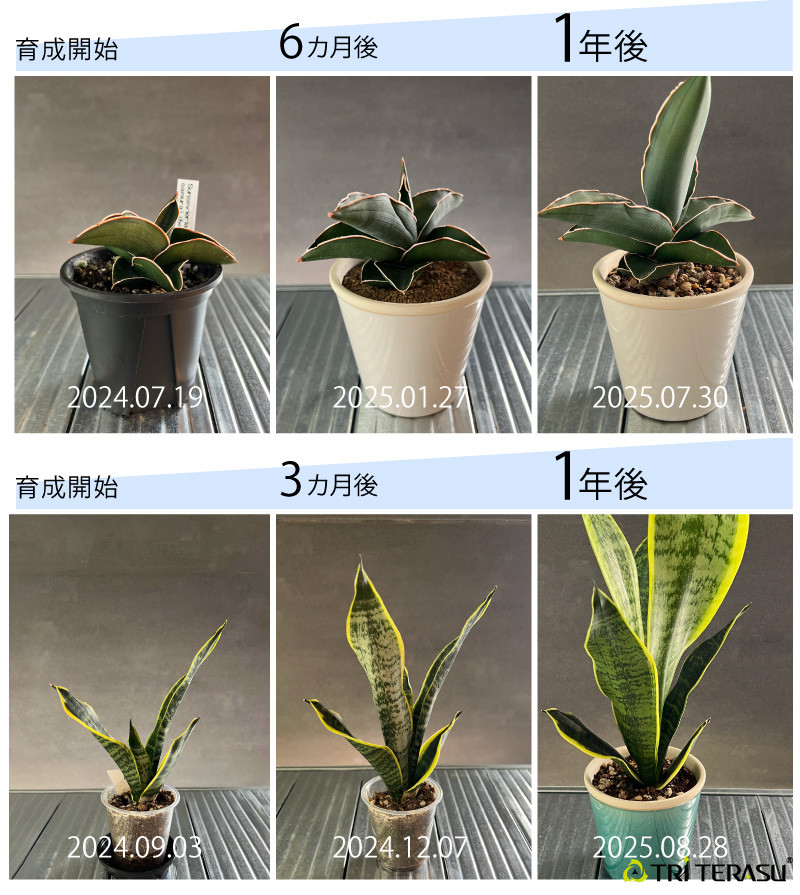 Plantterasu---1115-_-04.jpg
