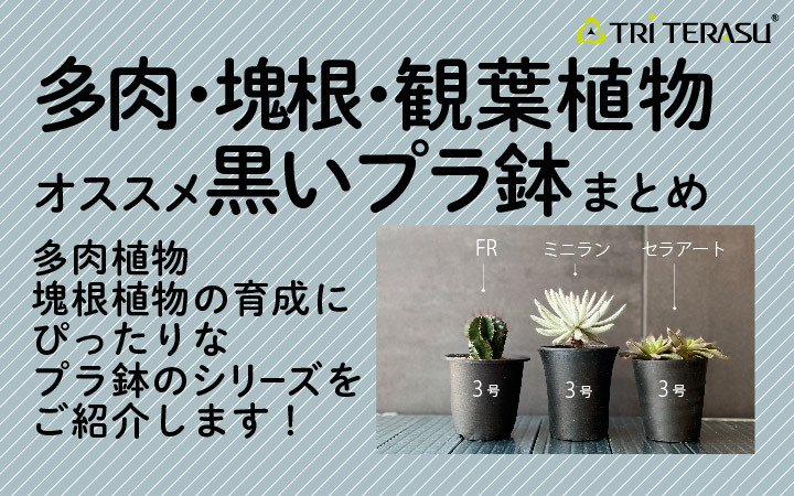 多肉植物・塊根植物・観葉植物におすすめのプラ鉢 サイズ展開の多い黒 プラ鉢をまとめてご紹介します！｜トライテラス