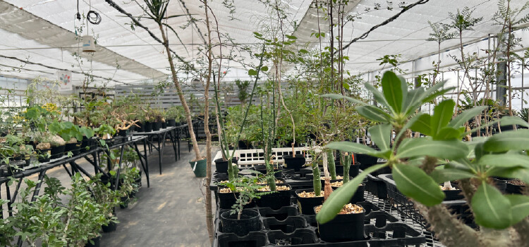 plantterasublog-shop_CHROMA-_1_4.jpg