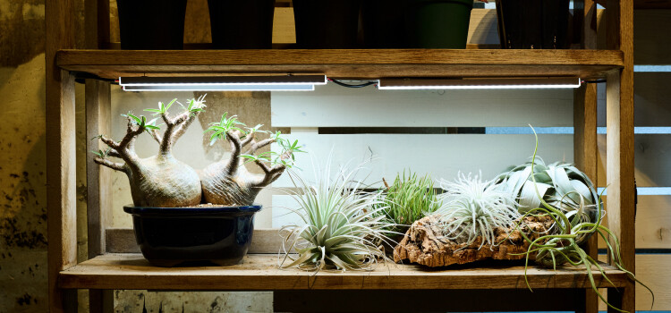 plantterasublog-shop_route-_1_1.jpg