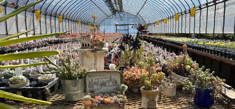 plantterasublog-shop_tanabe-_1_1.jpg