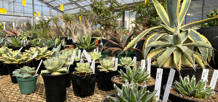 plantterasublog-shop_tanabe-_1_2.jpg
