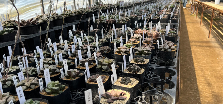 plantterasublog-shop_tanabe-_1_4.jpg